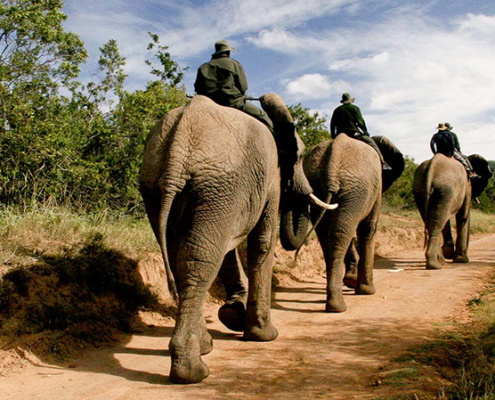 Addo Elephant National Park near Port Elizabeth is rated as one of the best places in Africa to see elephants up close.