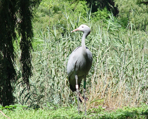 The Blue Crane, South Africa’s national bird.