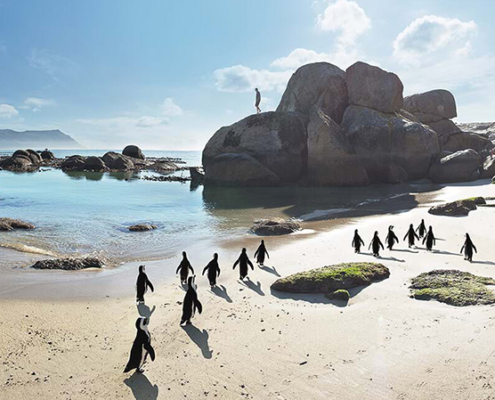 Boulders Beach offers visitors the opportunity to view African penguins in their natural environment.