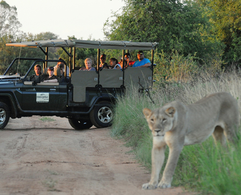 Lioness seen during a game drive at Mongena Game Lodge.