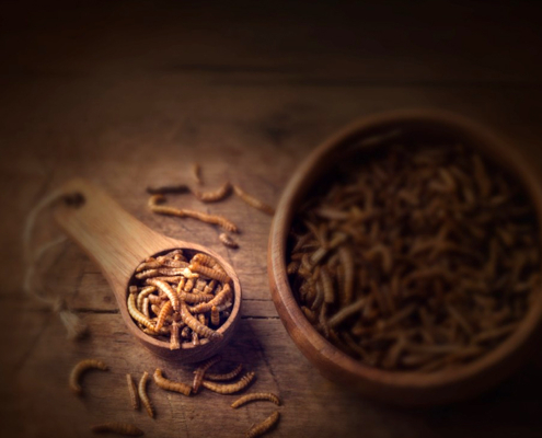 The Department of Zoology and Entomology are leading research into the rearing, harvesting, and processing of edible insects.