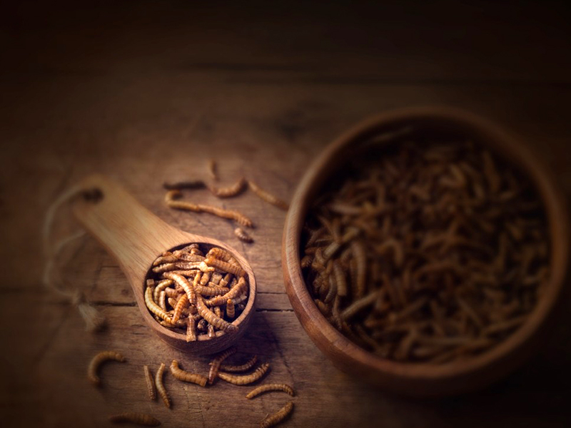 The Department of Zoology and Entomology are leading research into the rearing, harvesting, and processing of edible insects.