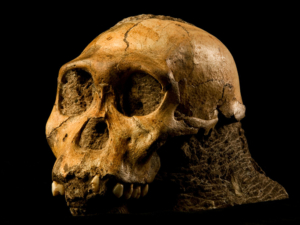A field trip to the Cradle of Humankind will shed light on the many hominid fossils unearthed in this World Heritage Site.