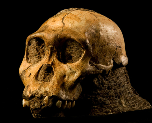 A field trip to the Cradle of Humankind will shed light on the many hominid fossils unearthed in this World Heritage Site.