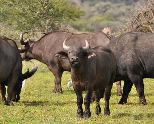 Buffalo peacefully grazing within Dinokeng Game Reserve.