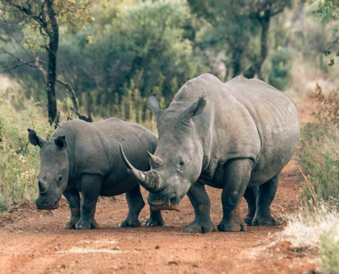 Dinokeng has a thriving population of black and white rhinos that are actively protected.