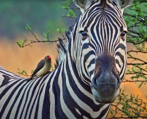 Zebras are African equines with distinctive black-and-white striped coats.
