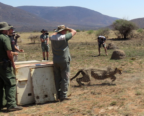 The Dinokeng Game Reserve is the only game reserve in the world located within the boundaries of a metropolitan area where the Big Five roam freely.