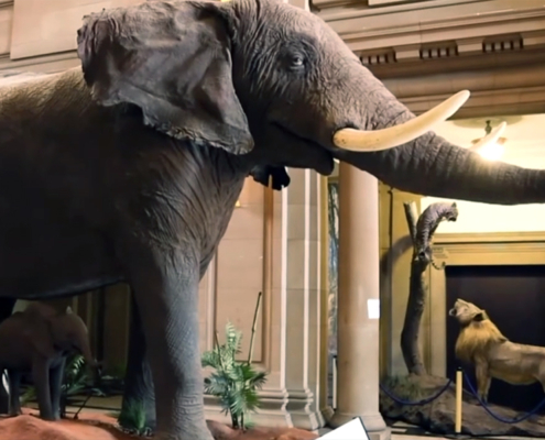 Discover an extraordinary collection of fossils and animal specimens at the DITSONG National Museum of Natural History.